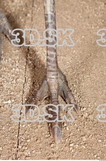 Emus leg photo reference 0092